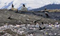 bald eagles and crows at Juneau dump