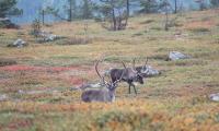 two reindeer graze on the tundra in Inari, Finland